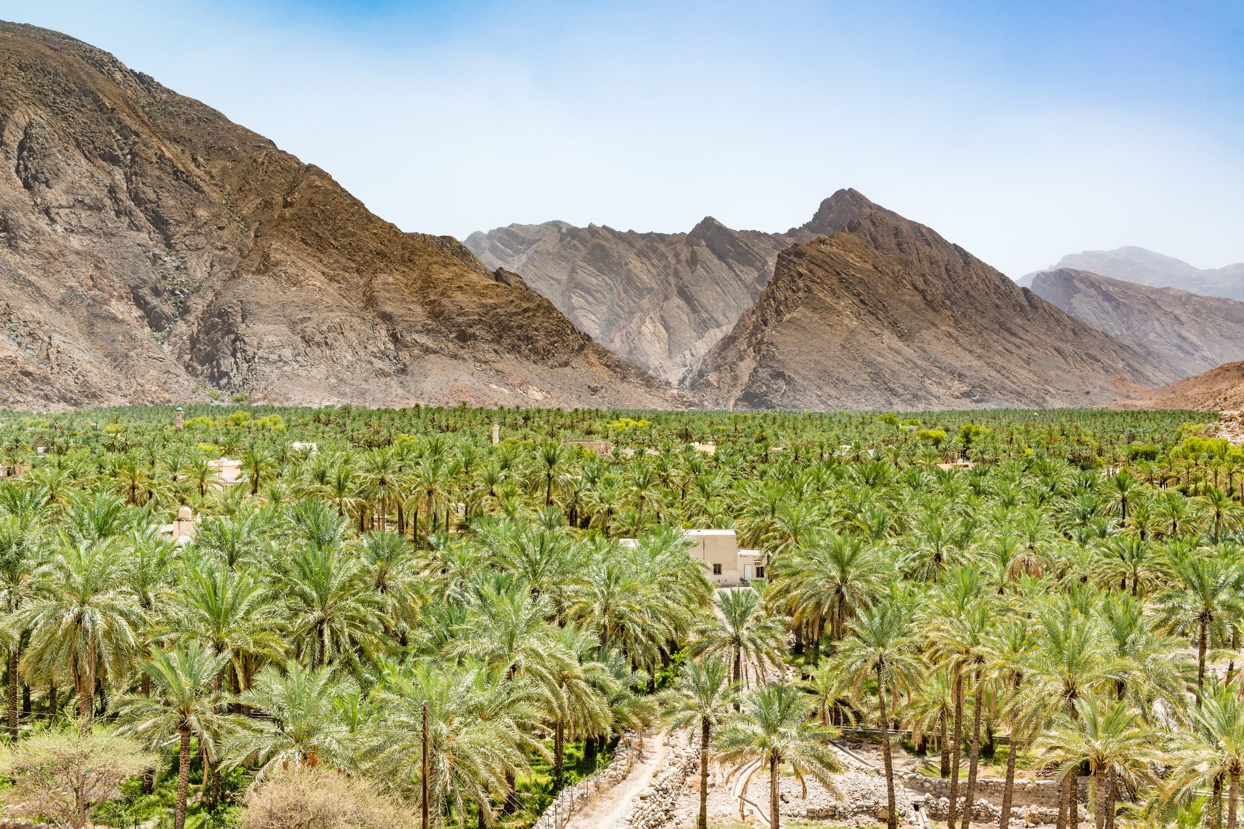 Palm trees growing in a desert land