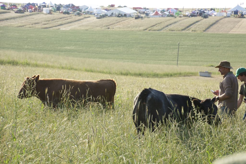 Field of cows with farmers approaching, from regenerative agriculture Groundswell conference 2022